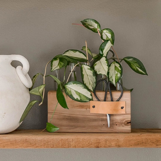 Wooden Plant Propagation Stand + Forged Vintage Scissors
